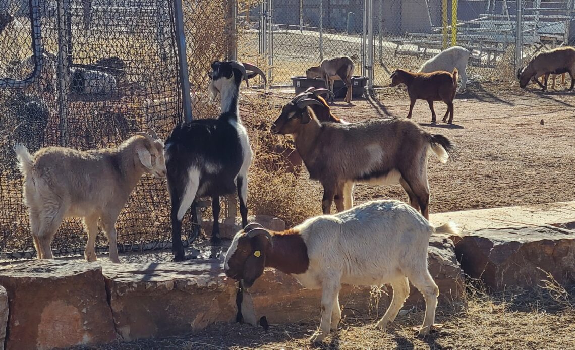 Goats at a field Mile High Little League