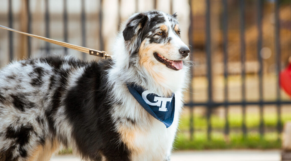 GT Baseball Releases 2025 Promotional Schedule – Georgia Tech Yellow Jackets